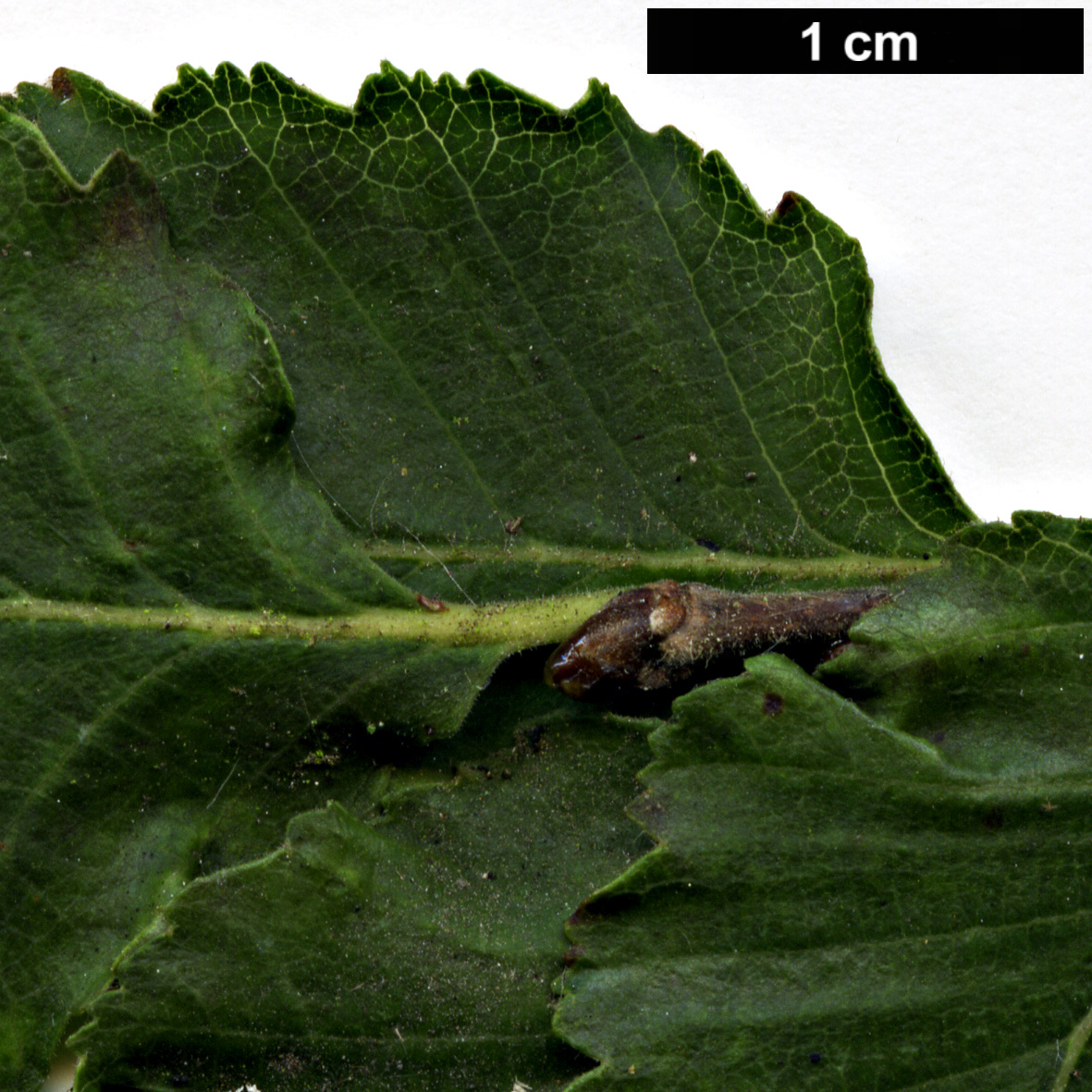 High resolution image: Family: Nothofagaceae - Genus: Nothofagus - Taxon: ×leonii (N.glauca × N.obliqua)